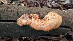 Polyporus mcmurphyi