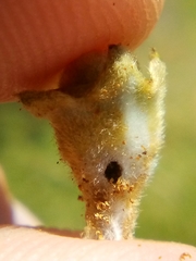 Argyroploce chlorosaris