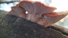Polyporus mcmurphyi