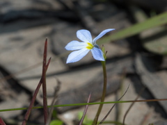 Lobelia pedunculata