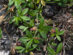 Xanthosia tasmanica