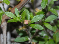 Xanthosia tasmanica