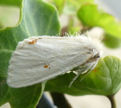 Euproctis haemodetes