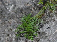 Xanthosia dissecta