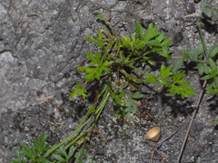Xanthosia dissecta