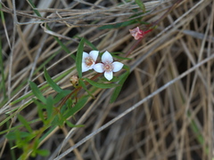 Cyanothamnus nanus nanus