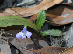 Mazus pumilio