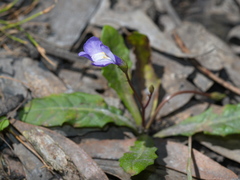 Mazus pumilio