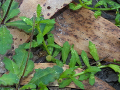 Centipeda cunninghamii