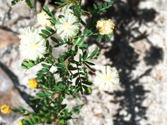 Acacia mitchellii
