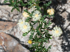 Acacia mitchellii