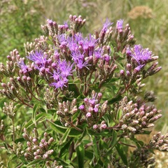 Chromolaena pulchella