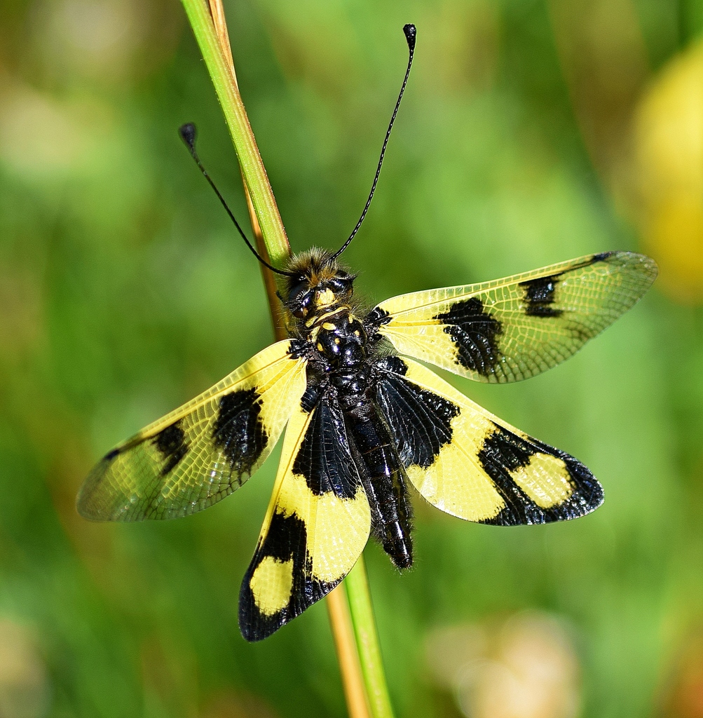 Libelloides macaronius