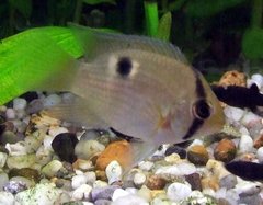 Keyhole Cichlid photo 5