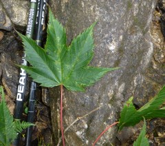 Acer caudatum