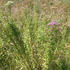 Chromolaena pulchella