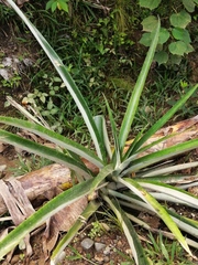 Ananas comosus
