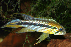 Agassiz' Dwarf Cichlid photo 2