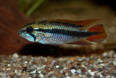 Agassiz' Dwarf Cichlid photo 5