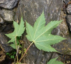 Acer caudatum