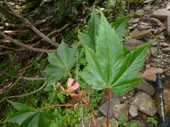 Acer caudatum