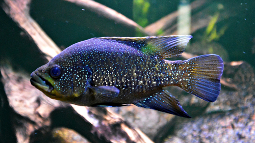 Big-spot Polleni Cichlid photo