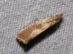 Dichrorampha acuminatana