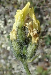 Oxytropis maydelliana