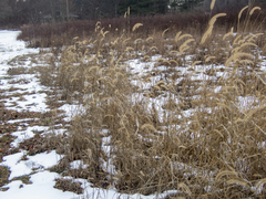 Setaria viridis major