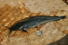 Walking Catfish photo 3