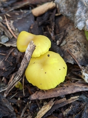 Chrysomphalina grossula