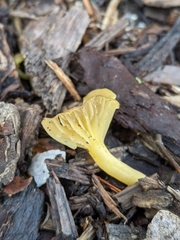 Chrysomphalina grossula