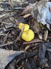 Chrysomphalina grossula