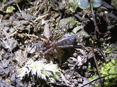 Desidae