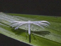 Pterophorus monospilalis