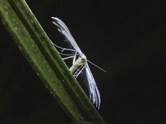 Pterophorus monospilalis