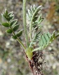 Oxytropis maydelliana