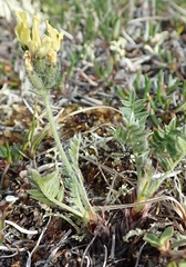 Oxytropis maydelliana