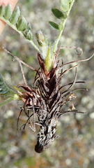 Oxytropis maydelliana