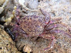 Nectocarcinus tuberculosus