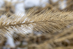 Setaria viridis major
