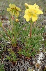 Potentilla biflora