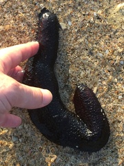 Holothuria atra