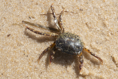 Paragrapsus laevis