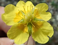 Potentilla biflora