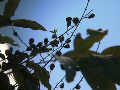 Lagerstroemia speciosa