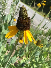 Rudbeckiinae