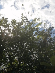 Lagerstroemia speciosa