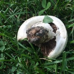Agaricus