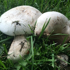 Agaricus